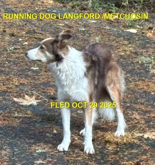HAPPY ENDINGS - METCHOSIN BC. / OCT. 29, 2025