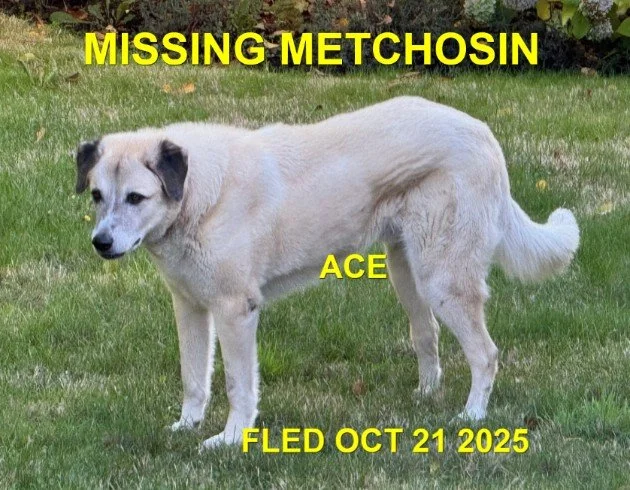 HAPPY ENDINGS - METCHOSIN BC. / ACE / OCT. 21, 2025