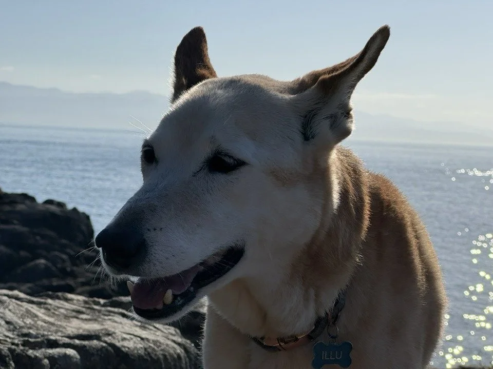 HAPPY ENDINGS - EAST SOOKE BC. / 