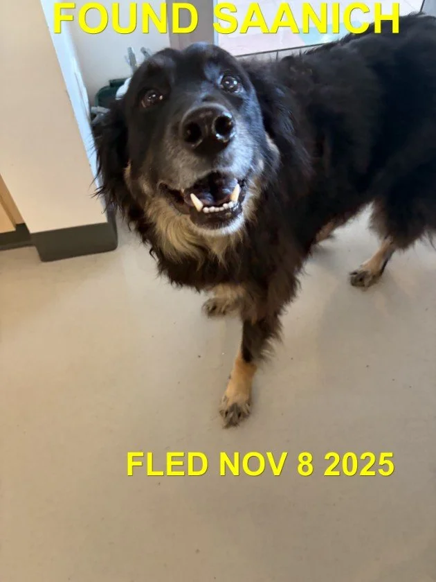 GONE TO SHELTER / GONE HOME - SAANICH BC. / NOV. 8, 2025