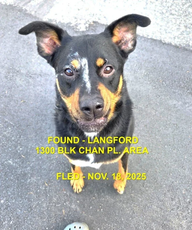 HAPPY ENDING - LANGFORD BC. / NOV. 18, 2025