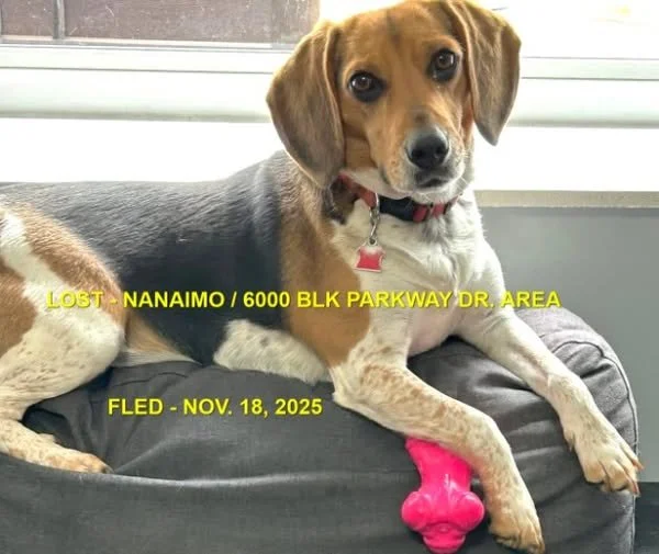 HAPPY ENDING - NANAIMO BC. / LUCY / NOV. 18, 2025