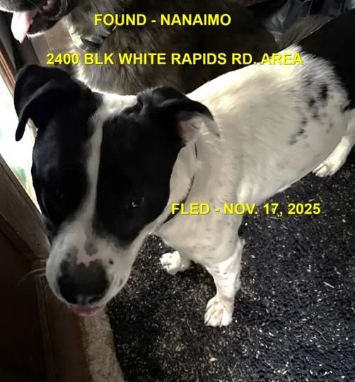 HAPPY ENDING - NANAIMO BC. / NOV. 17, 2025