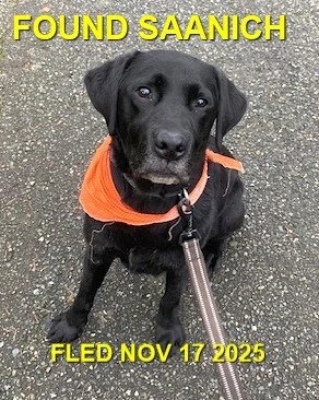 HAPPY ENDING - SAANICH BC. / NOV. 17, 2025