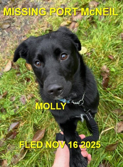 HAPPY ENDING - PORT MCNEIL BC. / MOLLY / NOV. 15, 2025