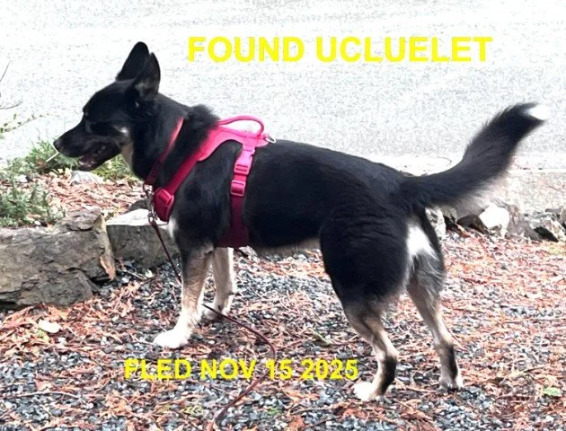 HAPPY ENDING - UCLUELET BC. / NOV. 15, 2025