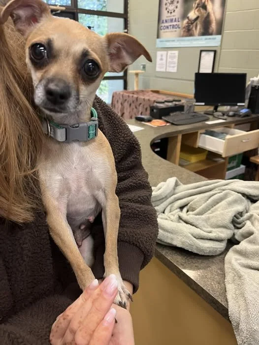 GONE TO SHELTER / GONE HOME - NANAIMO BC. / NOV. 14, 2025