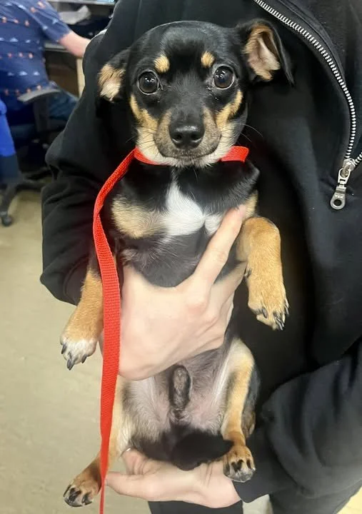 GONE TO SHELTER / GONE HOME - NANAIMO BC. / NOV. 14, 2025
