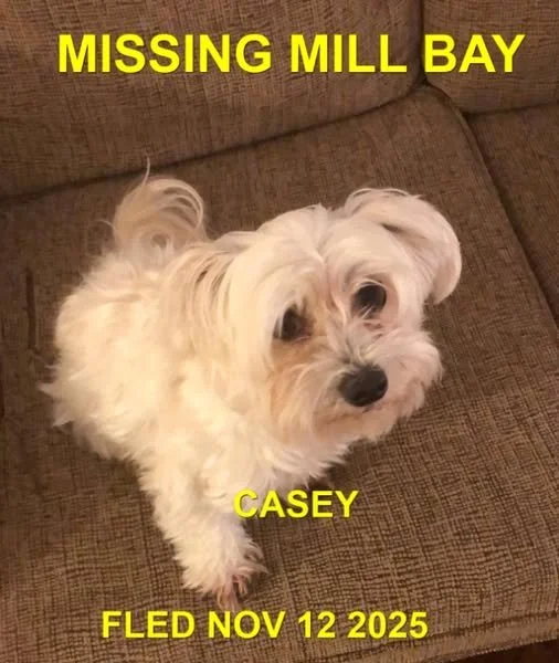 HAPPY ENDING - MILL BAY BC. / CASEY / NOV. 12, 2025