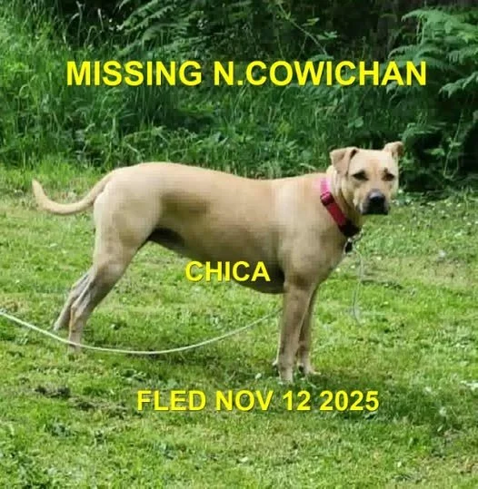 CAME HOME ON HER OWN - N. COWICHAN BC. / CHICA / NOV. 12, 2025