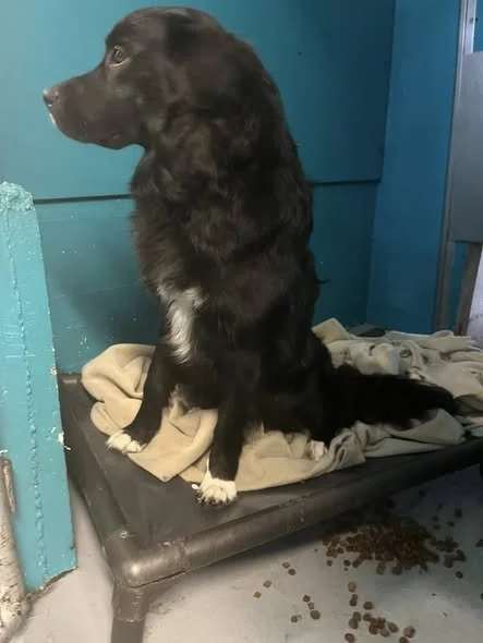 GONE TO SHELTER / GONE HOME - SAANICH BC. / NOV. 12, 2025