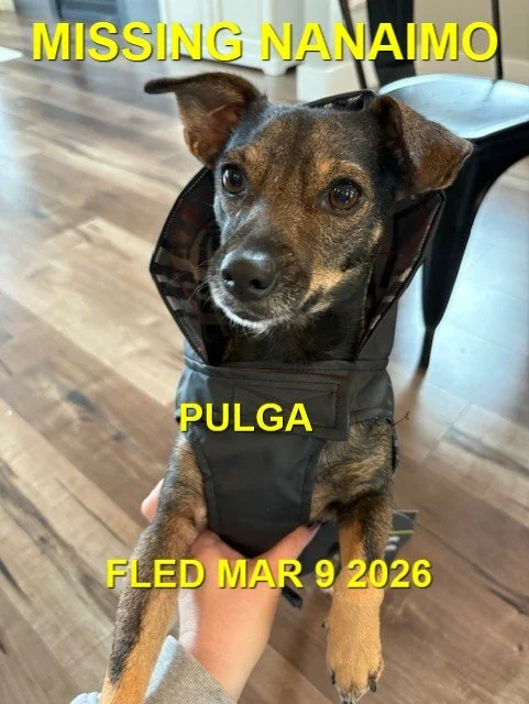 HAPPY ENDINGS - NANAIMO BC. / PULGA / MARCH 9, 2026