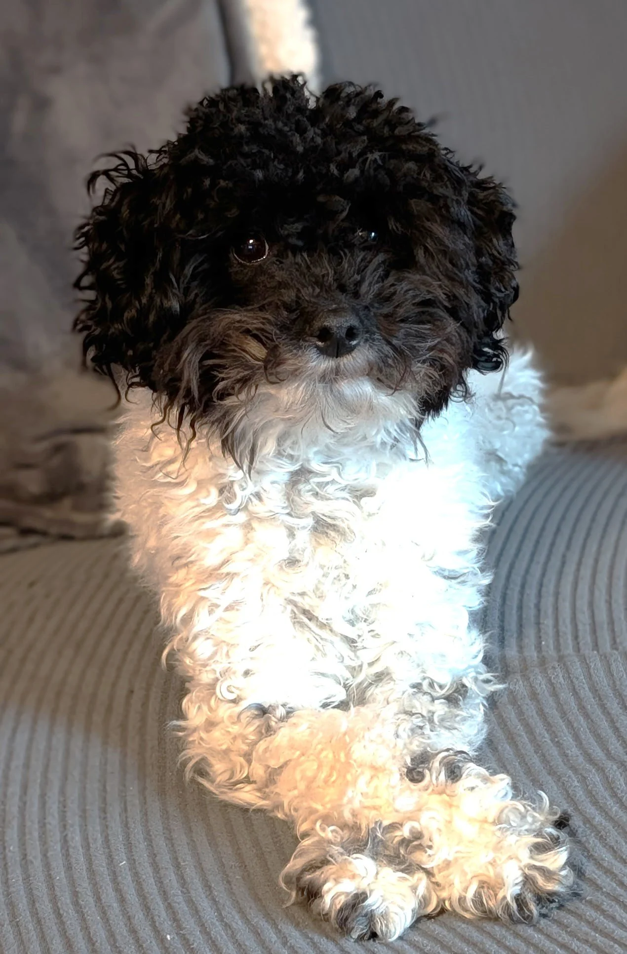 HAPPY ENDINGS - SAANICH BC. / PEPPER / MARCH 9, 2026