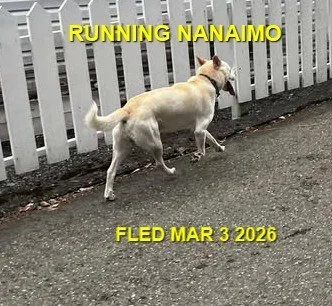 WENT HOME ON THEIR OWN - NANAIMO BC. / MARCH 3, 2026