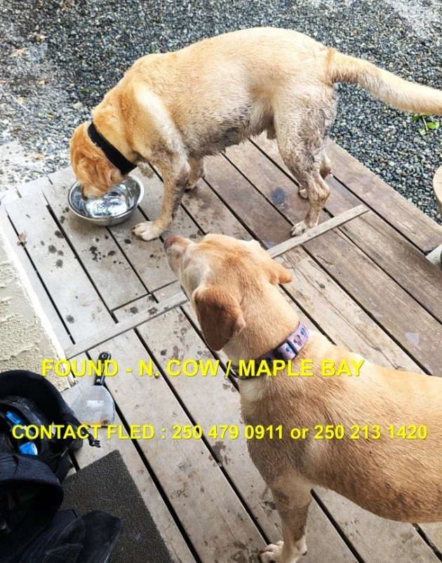 HAPPY ENDINGS - MAPLE BAY (DUNCAN) - BOTH DOGS SAFE / MARCH 3, 2026