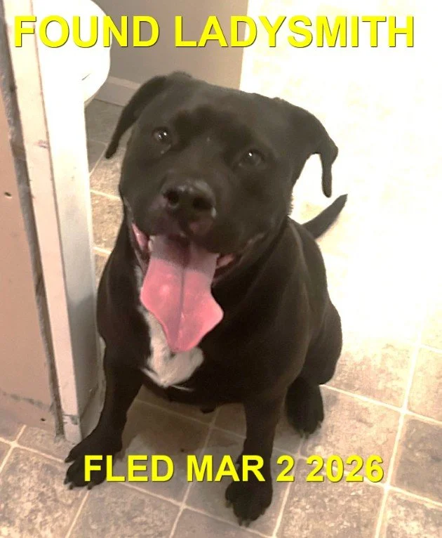 HAPPY ENDINGS - CEDAR BC. / APOLLO / MARCH 1, 2026