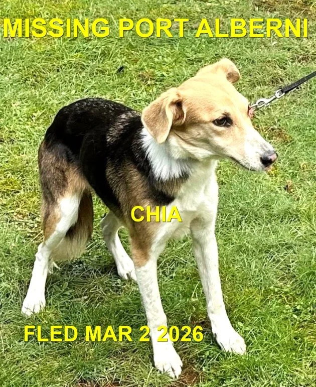 HAPPY ENDINGS (SAFELY TRAPPED) -PORT ALBERNI BC. / CHIA / MARCH 1, 2026