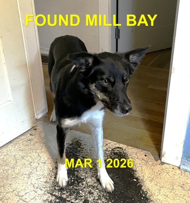 HAPPY ENDINGS - MILL BAY BC. / MARCH 1, 2026