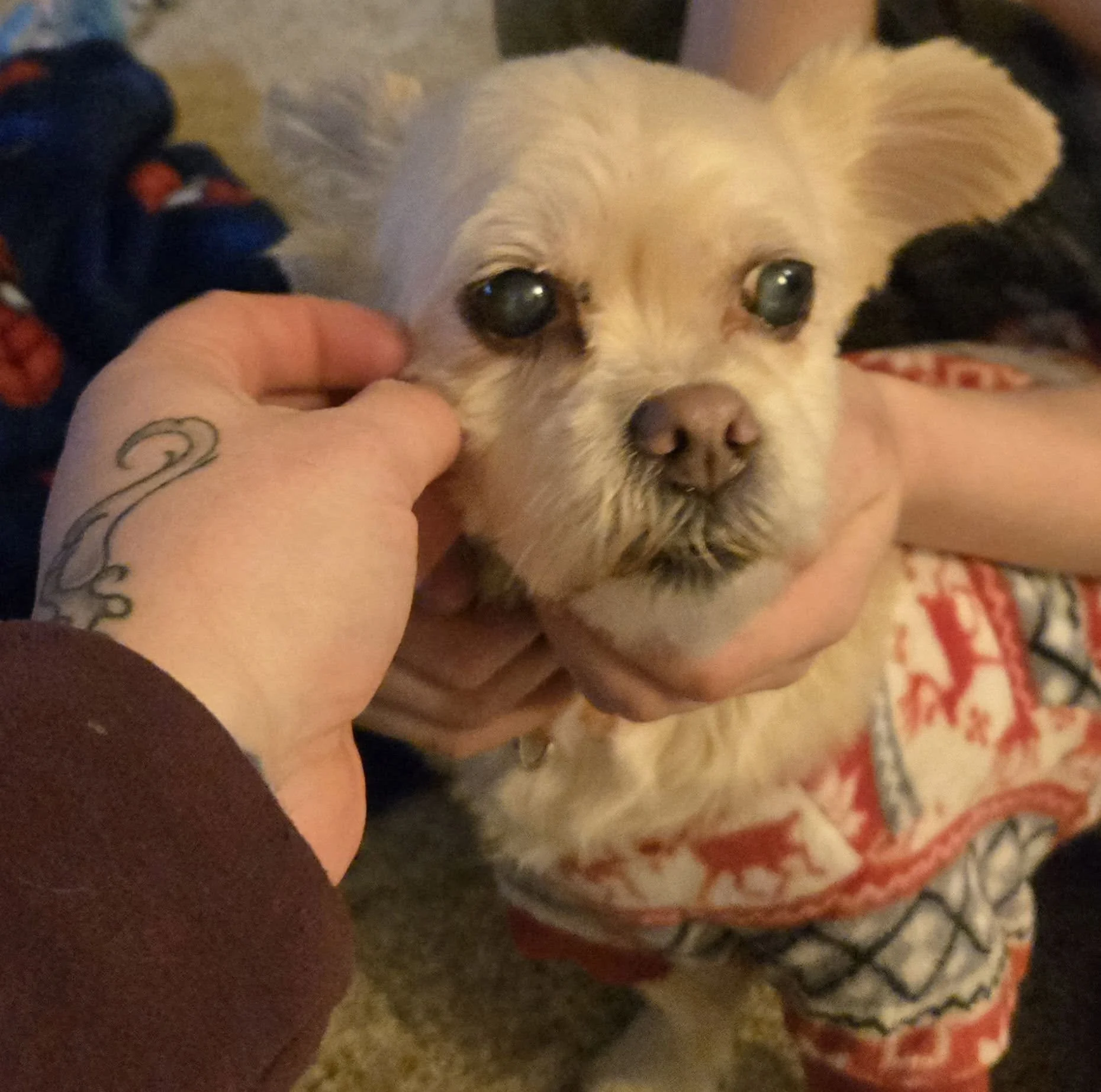 HAPPY ENDINGS - PORT ALBERNI BC. / FEB. 19, 2026