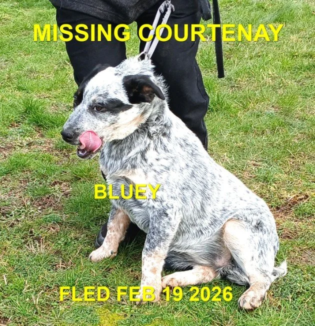 HAPPY ENDINGS - COURTENAY BC. / BLEUY / FEB. 19, 2026