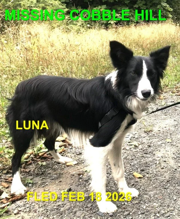 HAPPY ENDINGS - COBBLE HILL BC. / LUNA /FEB. 18, 2026