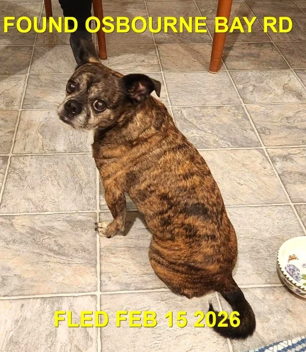 HAPPY ENDINGS - DUNCAN BC. / NUGGETS / FEB. 15, 2026