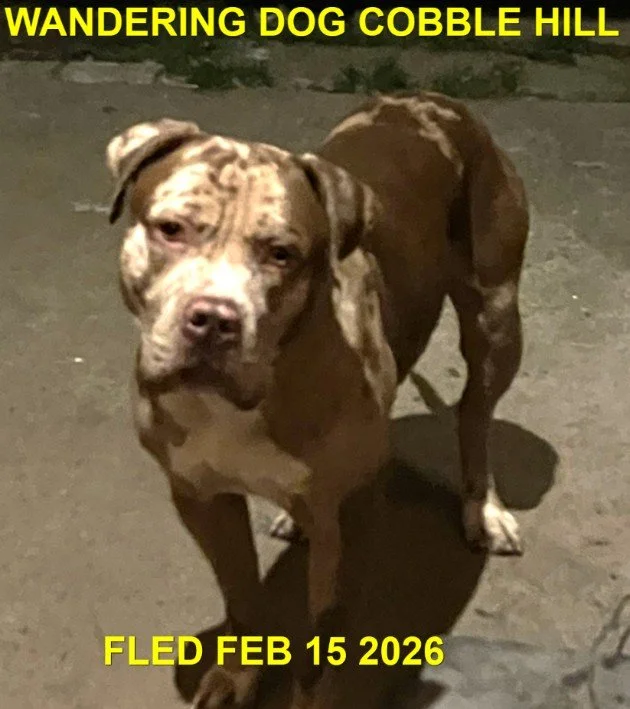 HAPPY ENDINGS - COBBLE HILL BC. / FEB. 15, 2026