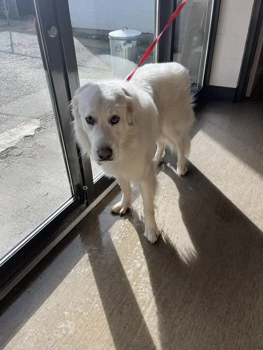 GONE TO SHELTER /GONE HOME - NANAIMO BC. / FEB. 14, 2026