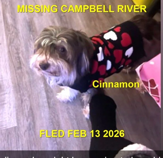 HAPPY ENDINGS - CAMPBELL RIVER BC. / CINNAMON / FEB. 11, 2026
