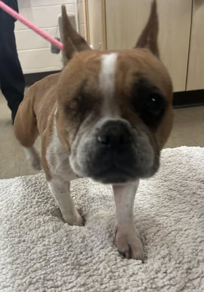 GONE TO SHELTER - GONE HOME - NANAIMO BC. / FEB. 12, 2026