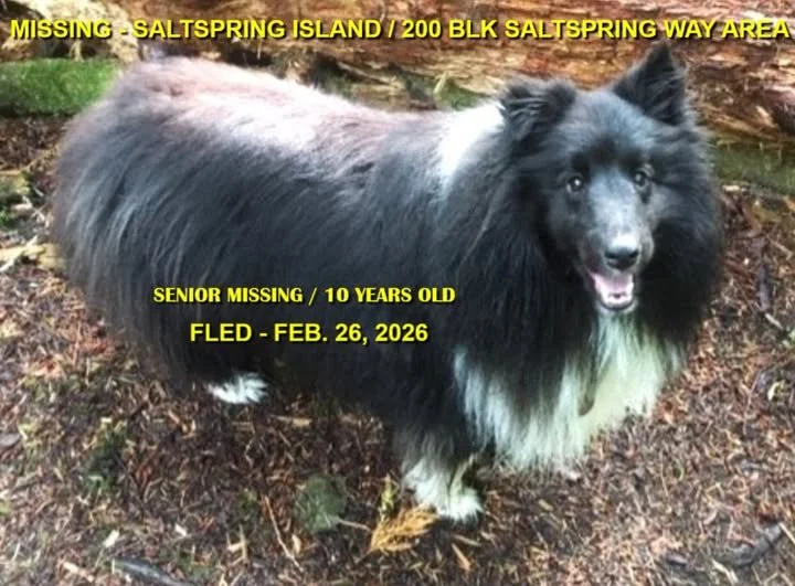 HAPPY ENDINGS - SALT SPRING ISLAND BC. / FINN / FEB. 25, 2026