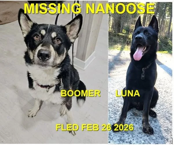 HAPPY ENDINGS - NANOOSE BAY BC. / BOOMER &amp; LUNA / FEB. 26, 2026