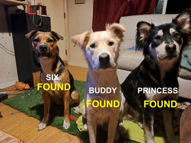 HAPPY ENDINGS - MATCHOSIN BC. / SIX, BUDDY,  PRINCESS / FEB 24, 2026