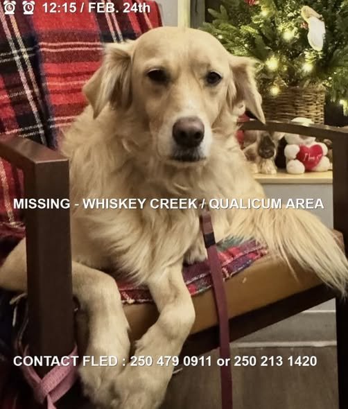 HAPPY ENDINGS - WHISKEY CREEK BC. / MAISIE / FEB. 24, 2026