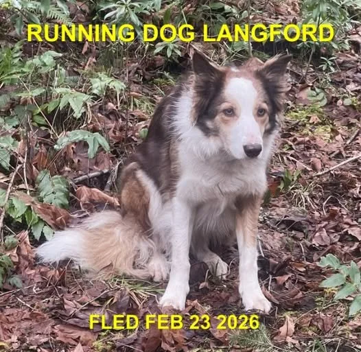 HAPPY ENDINGS - LANGFORD BC. / KONA / FEB. 23, 2026