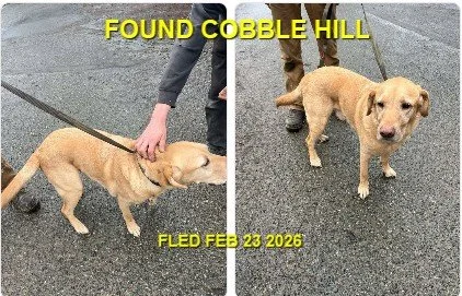 HAPPY ENDINGS - COBBLE HILL / FOUND IN DUNCAN BC. / FEB. 23, 2026