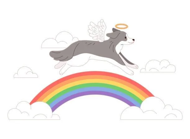 OVER THE RAINBOW BRIDGE - NANAIMO BC. / FEB 22, 2026