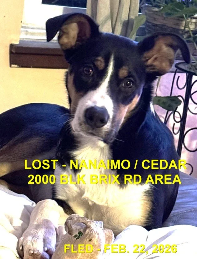 HAPPY ENDINGS - NANAIMO BC. / MISS ELLIOT / FEB 22, 2026