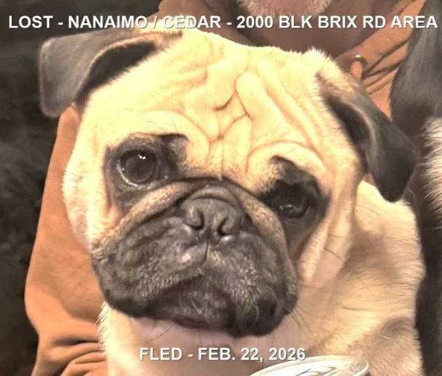 HAPPY ENDINGS - NANAIMO BC. / MR. T / FEB. 22, 2026