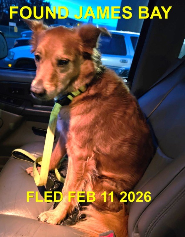 GONE TO SHELTER / GONE HOME - VICTORIA BC. / FEB. 11, 2026