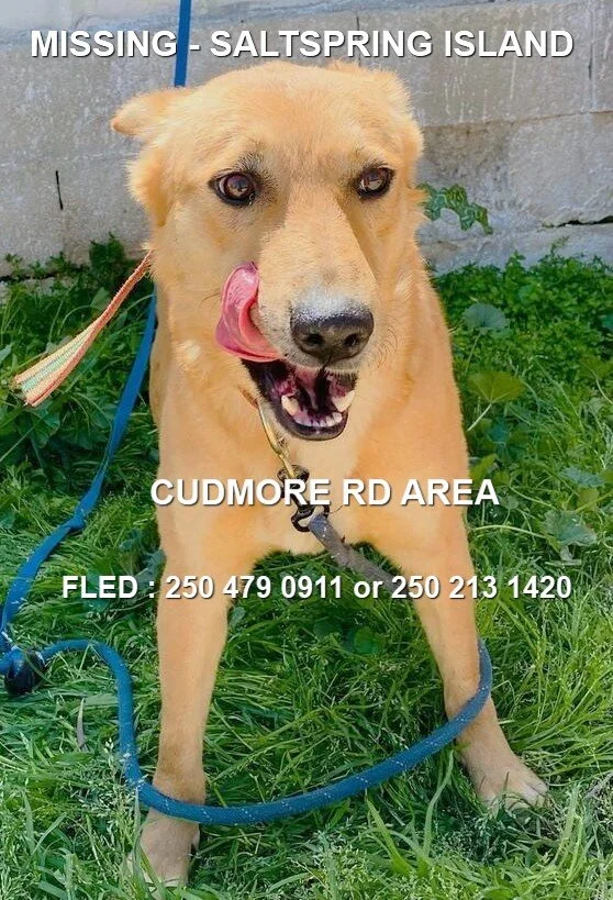 HAPPY ENDINGS - SALTSPRING ISLAND BC. / ZARA / FEB. 9, 2026