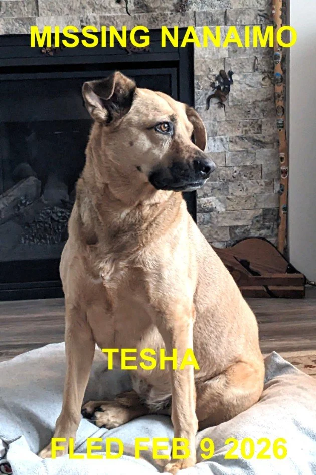 GONE TO SHELTER - GONE HOME - NANAIMO BC. /TRSHA / FEB. 9, 2026