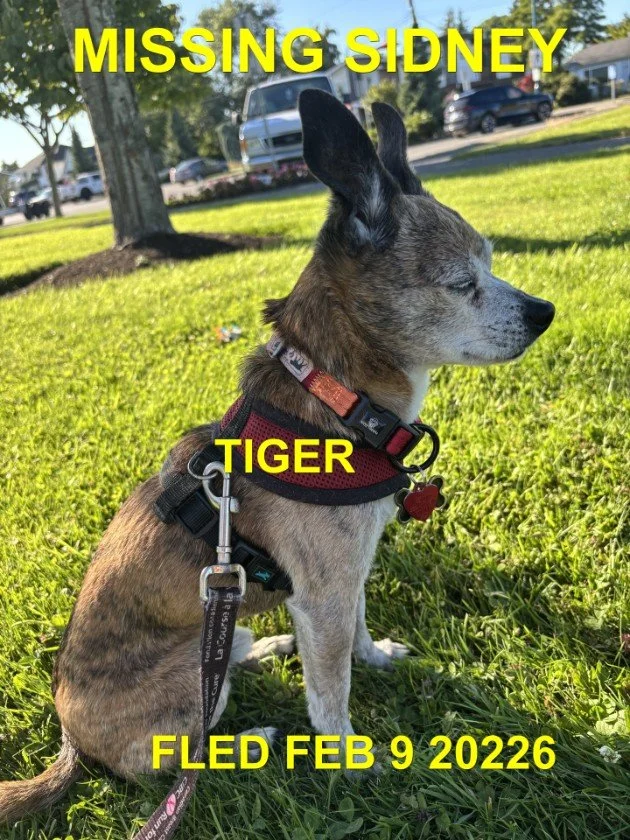 HAPPY ENDINGS - SIDNEY BC. / TIGER / FEB. 9, 2026