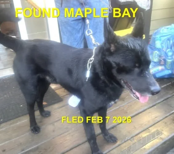 GONE TO SHELTER - GONE HOME - DUNCAN BC. / FEB 8, 2026