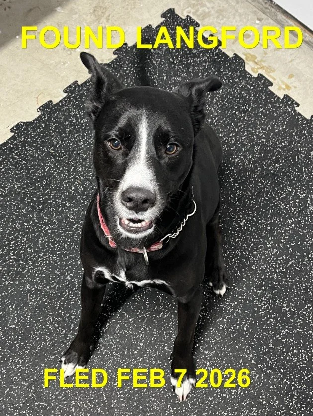 HAPPY ENDINGS - LANGFORD BC. / BRADLY / FEB. 7, 2026