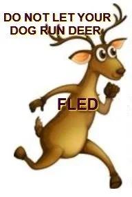 PSA - CHASING WILD LIFE IN BC IS A CRIME AND THAT INCLUDES DOGS CHASING