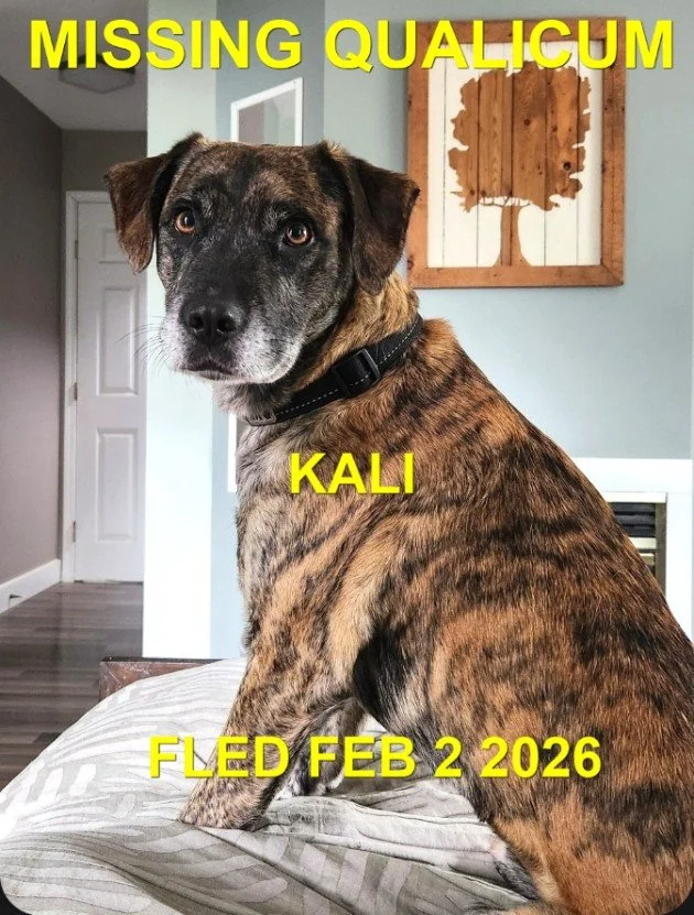 HAPPY ENDINGS - QUALICUM BC. / KALI / FEB 2, 2026