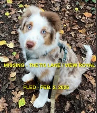 HAPPY ENDINGS - VIEW ROYAL BC. / ROCKY / FEB. 2, 2026