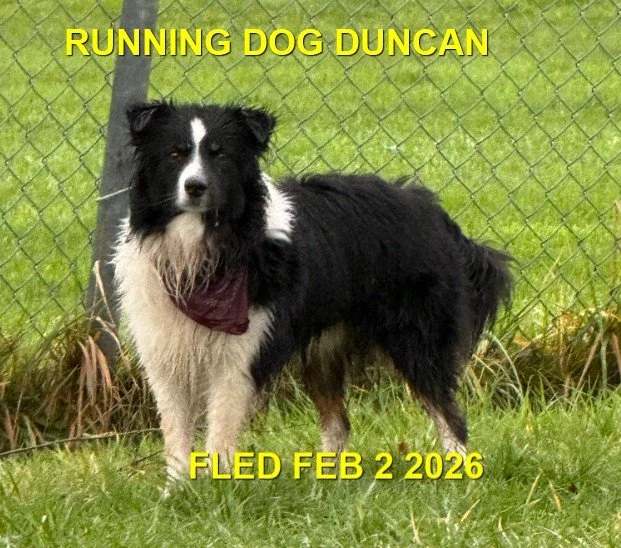 HAPPY ENDINGS - DUNCAN BC. / BENJI / FEB. 2, 2026