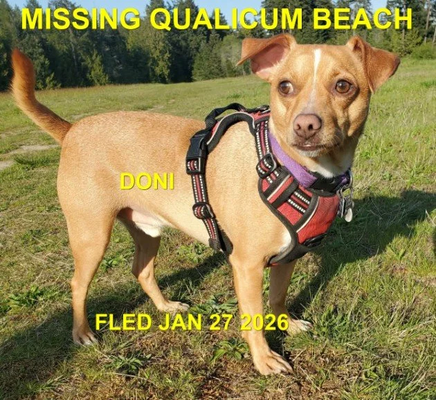 CAME HOME ON HIS OWN - QUALICUM BEACH BC. / DONI / JAN. 27, 2026